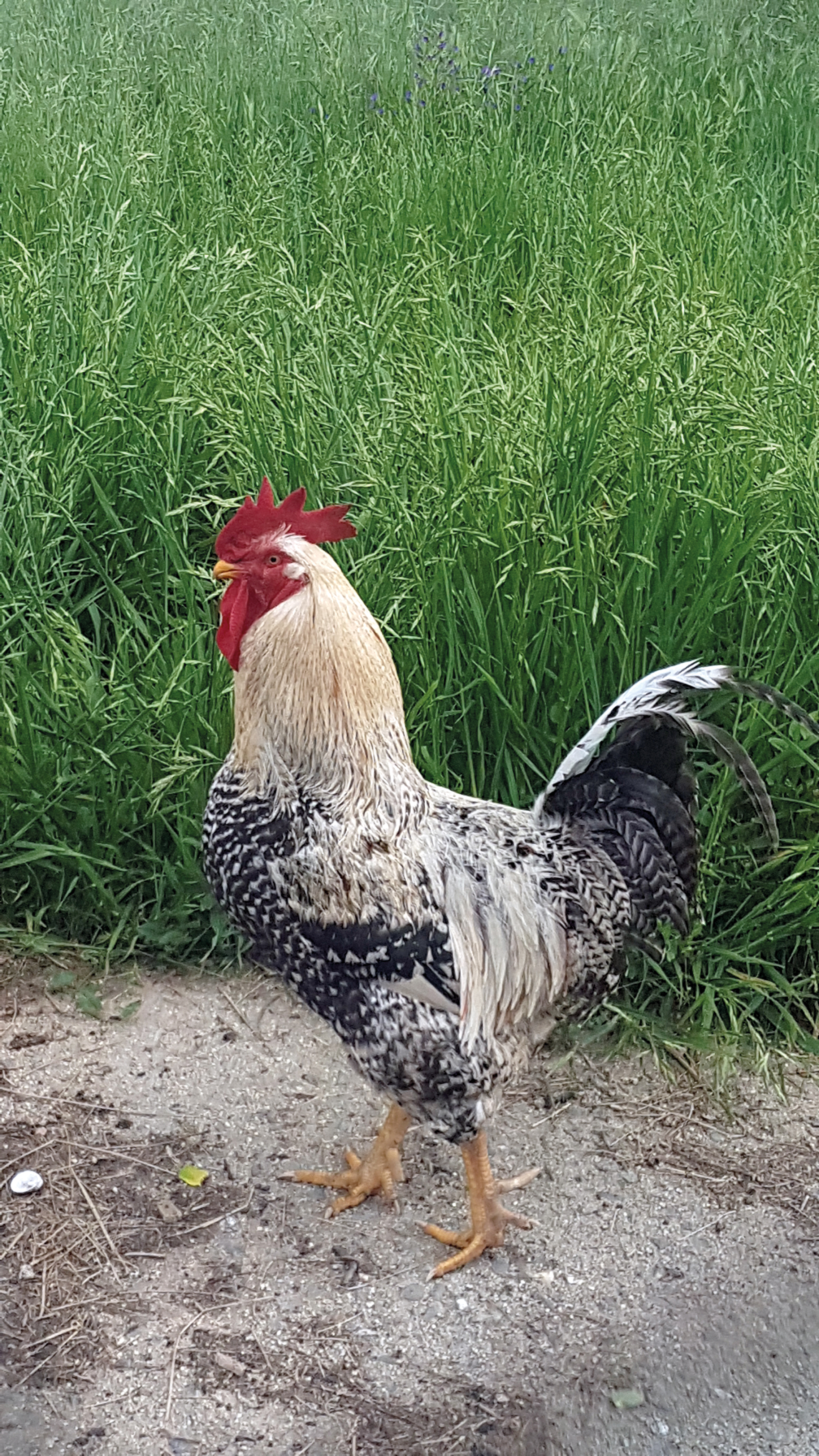 Gallo